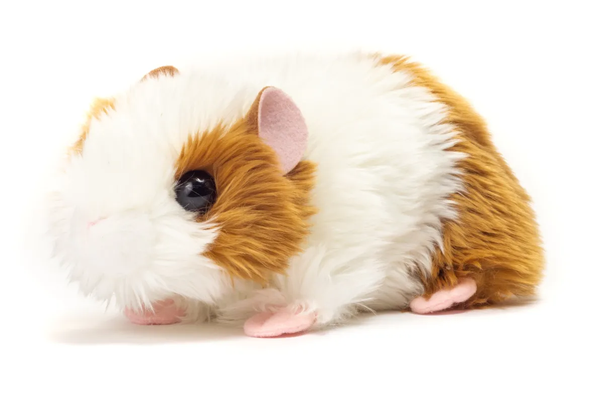 Meerschweinchen | 18 cm