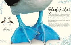 Wundervolle Welt der Vögel